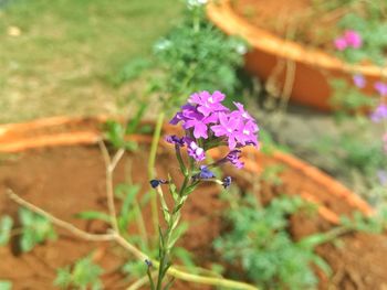 Close-up of purple flowering plant