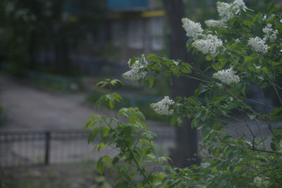 Close-up of flowering plant on field