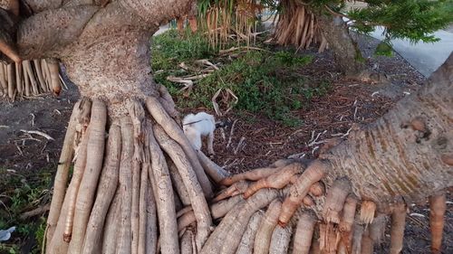 High angle view of tree roots on field