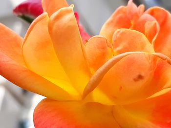 Close-up of orange flower