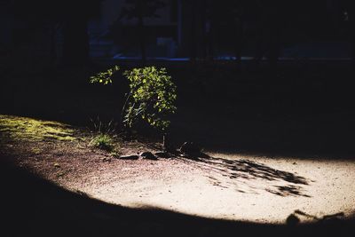 Plants growing in the dark