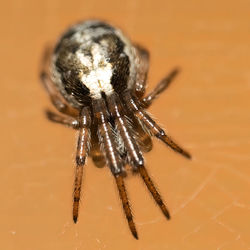 Close-up of spider