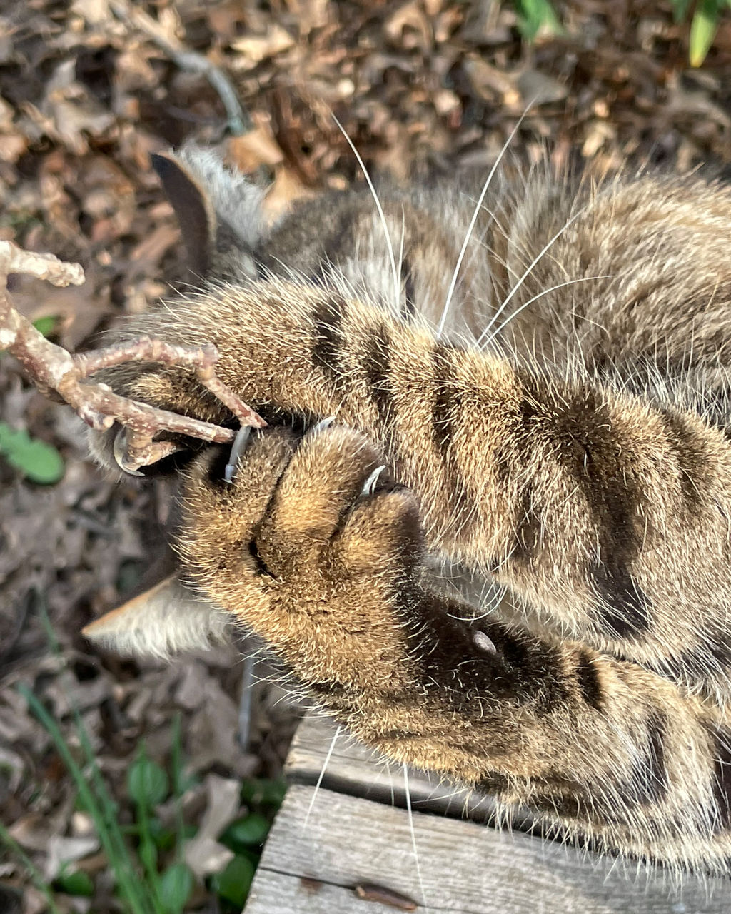 animal, animal themes, wildlife, one animal, mammal, animal wildlife, no people, nature, close-up, day, focus on foreground, wild cat, animal body part, outdoors, grass