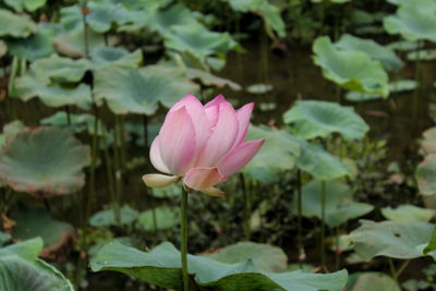 Beautiful flowers in the pond