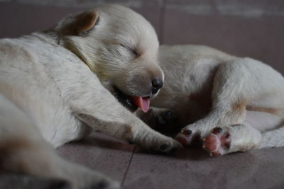 Close-up of dog lying down