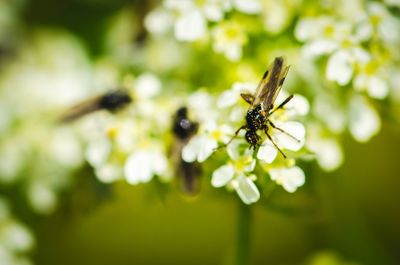 Close-up of insect on flower