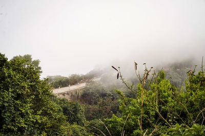 Plants growing on land against sky