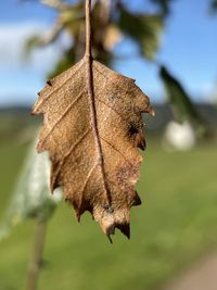 Close-up of dry maple leaves against blurred background