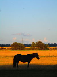 Side view of horse on field against sky at sunset