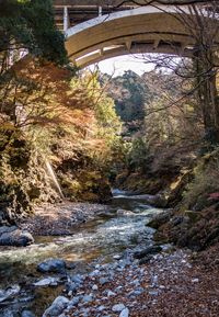 River flowing through forest