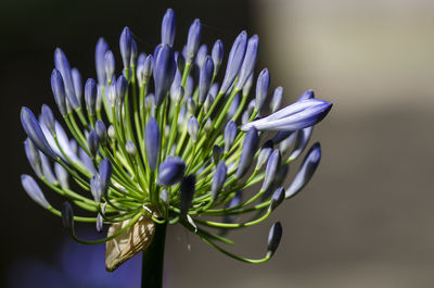 Close-up of purple flowers