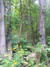 View of plants in forest