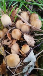 Close-up of mushrooms