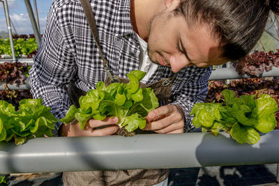 Professional gardener tacking care of green lettuce seedlings growing on hydroponic shelves in agricultural hothouse