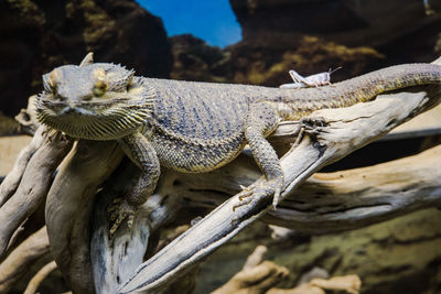 Close-up of lizard on tree