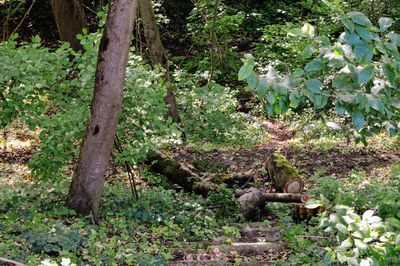 Trees in forest