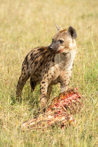 Spotted hyena holds bloody carcase in grassland