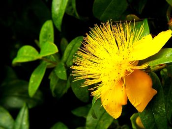 Close-up of yellow flower blooming outdoors