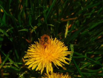 Close up of yellow flower blooming in field