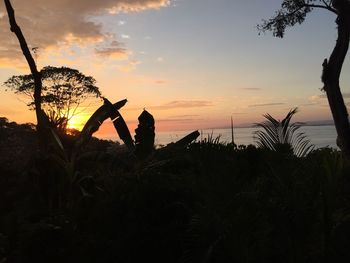 Silhouette trees on beach against sky at sunset