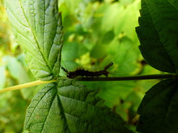 Close-up of plant
