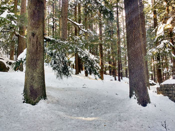 Trees in forest during winter