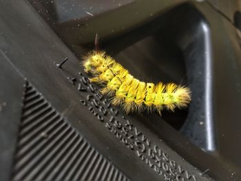 Close-up of insect on yellow flower