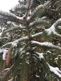 Low angle view of pine tree covered with snow