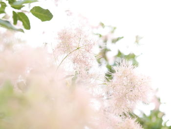 Close-up of fresh flower tree against sky
