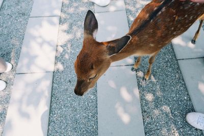 High angle view of dog standing outdoors