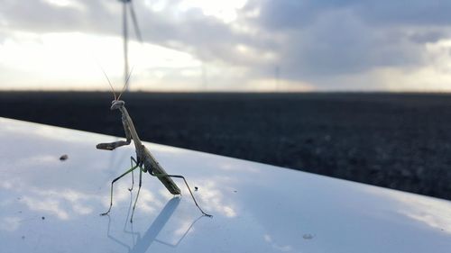 Praying mantis on wind turbine by landscape against sky