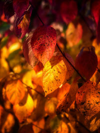 Close-up of autumnal leaves