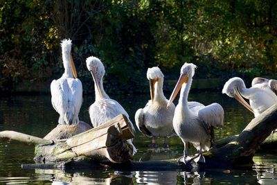 View of swans in water