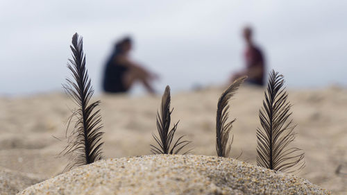 Feathers on beach with people out of focus bokeh