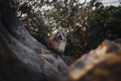 Portrait of rodent on rock