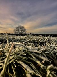 Close-up of frozen grass against sky during winter