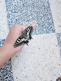 Close-up of insect on hand