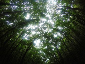 Low angle view of trees against sky