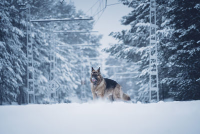 Dog on snow covered land