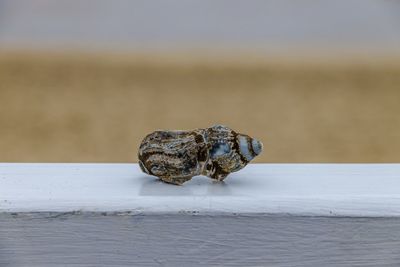 Close-up of seashell on wood