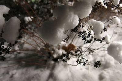 Close-up of frozen tree during winter