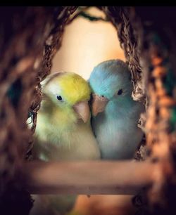 Close-up of birds perching on a tree