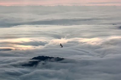 Low angle view of silhouette bird flying against sky