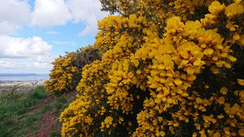 Close-up of yellow flowering plants against sky