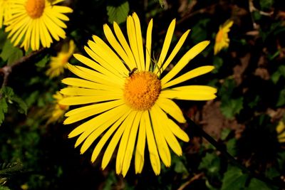 Close-up of insect on yellow flower