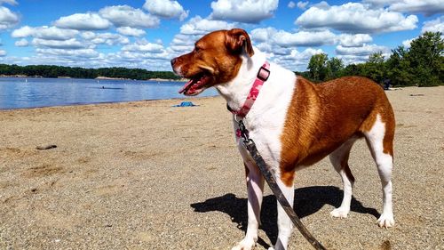 Close-up of dog standing on shore against sky