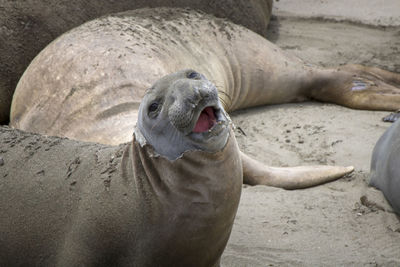 High angle view of sea lion