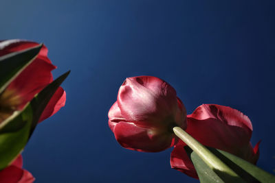 Close-up of red rose against blue sky