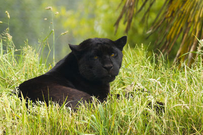 Black dog looking away