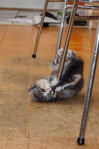 Full length of playful kitten by stool at home